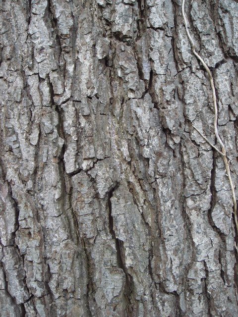 Alnus glutinosa ecorce